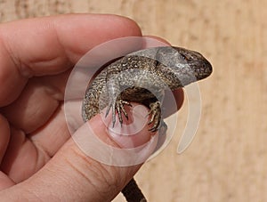 Closeup view of lizard in photographers hand 3
