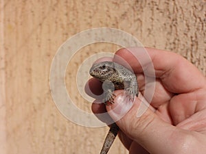 Closeup view of lizard in photographers hand 4
