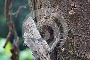 A closeup view of a lizard on a tree.