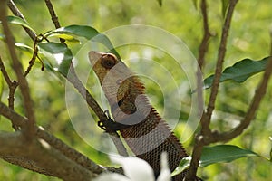 A closeup view of a lizard on a tree.
