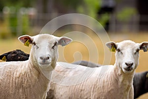 Closeup view of Lleyn sheep in farm pasture in the daylight