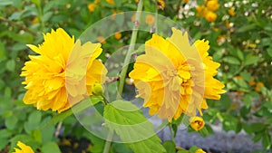 Closeup view of lovely yellow flower against a green leaves background