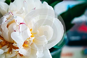 Closeup view of a lush white pink yellow peony against a blurred background in a pleasant tint. Beautiful flower as a gift