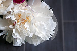 Closeup view of a lush white pink yellow peony against a blurred gray background. Beautiful flower as a gift for the holiday