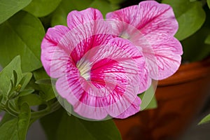 Closeup view of magenta rose petunia flowers in gargen pot for gardening