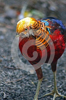 Closeup view of male Chrysolophus pictus