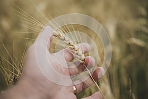 Closeup view of male hand gently holding a ripe golden ear of wheat