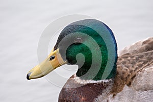 A closeup view of a mallard ducks head