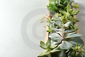 Closeup view of many echeverias in wooden tray on light grey background, space for text. Succulent plants