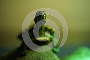 Closeup view Meso-American slider turtle (Trachemys venusta photo