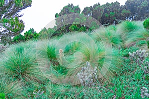 Closeup view of mexican feathergrass