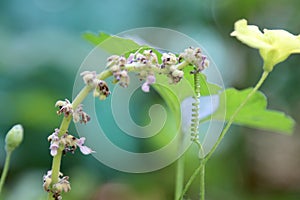 Closeup view of a Mexican mint flower and a biter gourd tangled root  with bokhe background