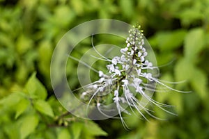 Closeup view of Misai Kuching or Cat Whiskers, a flowering herbal plant used in traditional medicine with diuretic, anti