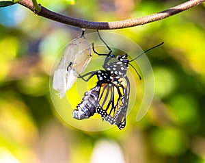 Closeup view of a monarch butterfly coming out from a cocoon on a blurry background