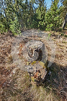 Closeup view of a moss covered tree stump in an open grass field in the woods. Rural nature scene of overgrown wild