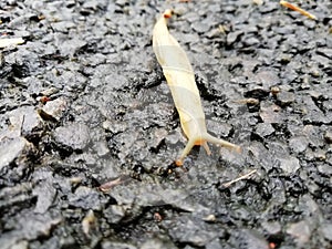 Closeup of a moving snail over the black surface