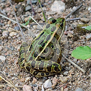 Closeup View of Northern Leopard Frog (Lithobates pipiens)