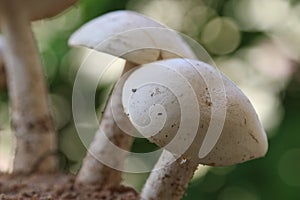 Closeup view of an organic edible mushrooms, water droops and bokhe background