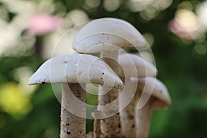 Closeup view of organic edible mushrooms, water droops and bokhe background