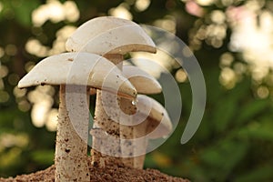 Closeup view of organic edible mushrooms, water droops and bokhe background