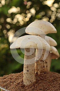 Closeup view of organic edible mushrooms, water droops and bokhe background