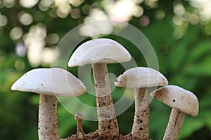 Closeup view of organic edible mushrooms, water droops and bokhe background