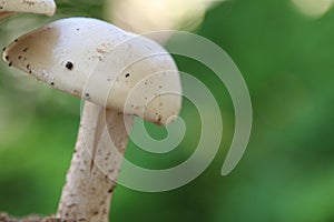 Closeup view of organic edible mushrooms, water droops and bokhe background