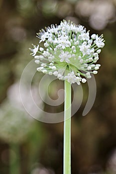 Closeup view of a Organic Onion flower and bright bokhe background