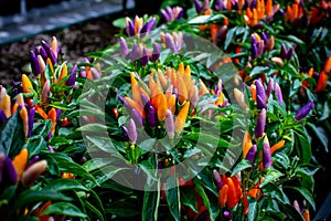 A closeup view of Ornamental peppers displaying red, orange, purple and yellow fruit