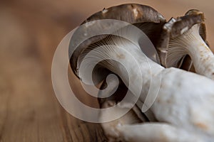 Closeup view of oyster mushroom from back on grainy wooden background.