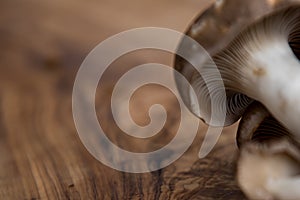 Closeup view of oyster mushroom from back on grainy wooden background. Mushroom focused on right side.