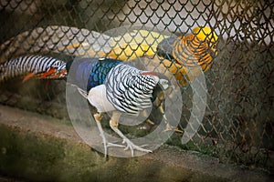 closeup view of pair of big golden pheasant in large closed birdcage