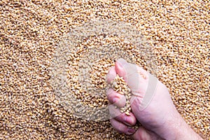 Closeup view of Pale Pilsener Malt Grains in hand