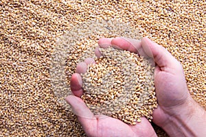 Closeup view of Pale Pilsener Malt Grains in hands photo