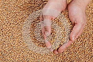 Closeup view of Pale Pilsener Malt Grains in hands. Ingredient f