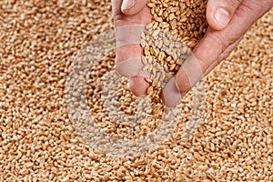 Closeup view of Pale Pilsener Malt Grains in hands. Ingredient f