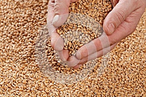 Closeup view of Pale Pilsener Malt Grains in hands. Ingredient f photo