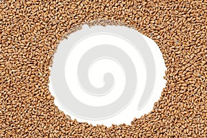 Closeup view of Pale Pilsener Malt Grains. Ingredient for beer.