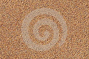 Closeup view of Pale Pilsener Malt Grains. Ingredient for beer.