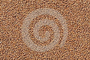 Closeup view of Pale Pilsener Malt Grains. Ingredient for beer. photo