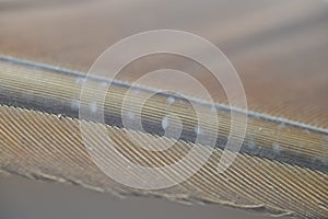 Closeup view of a Peahen feather, India.
