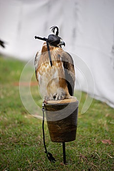 Peregrine falcon closeup