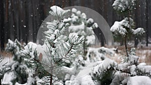 Closeup view of pine branch with green needles covered by frost and snowflakes falling in slowmo