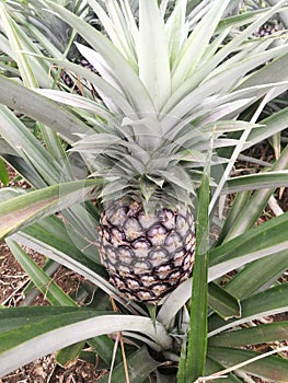 Closeup view of pineapple (Ananas comosus), a tropical plant with an edible fruit