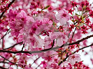 Closeup view of pink cherry blossoms.