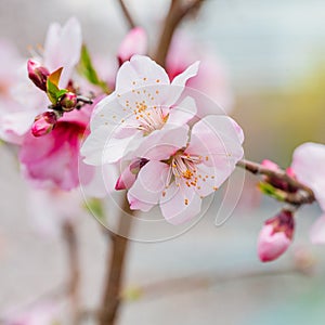 Closeup view of pink cherry blossoms.