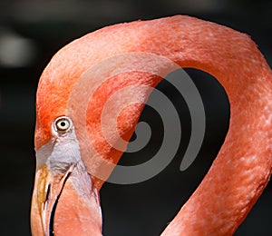 Closeup view of a pink flamingo head isolated on the black background