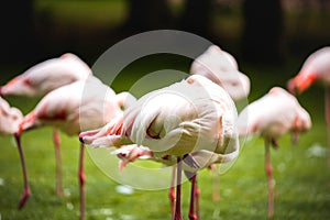 Closeup view of a pink flamingo with others in the background in a park in daylight