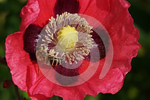 Closeup view of a pink flower and stamen