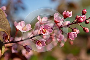 Closeup view of pink flowers blooming on a tree branch